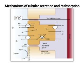 Mechanisms of tubular secretion and reabsorption
 