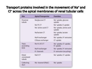 Transport proteins involved in the movement of Na+ and
Cl– across the apical membranes of renal tubular cells
 