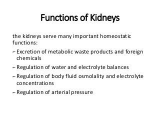 Functions of Kidneys
the kidneys serve many important homeostatic
functions:
⌐Excretion of metabolic waste products and foreign
chemicals
⌐Regulation of water and electrolyte balances
⌐Regulation of body fluid osmolality and electrolyte
concentrations
⌐Regulation of arterial pressure
 