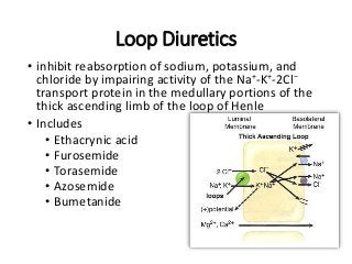 Loop Diuretics
• inhibit reabsorption of sodium, potassium, and
chloride by impairing activity of the Na+-K+-2Cl−
transport protein in the medullary portions of the
thick ascending limb of the loop of Henle
• Includes
• Ethacrynic acid
• Furosemide
• Torasemide
• Azosemide
• Bumetanide
 