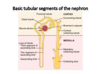 Basic tubular segments of the nephron
 