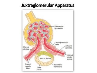 Juxtraglomerular Apparatus
 