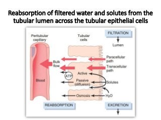 Reabsorption of filtered water and solutes from the
tubular lumen across the tubular epithelial cells
 