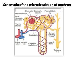 Schematic of the microcirculation of nephron
 