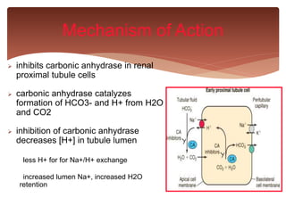  inhibits carbonic anhydrase in renal
proximal tubule cells
 carbonic anhydrase catalyzes
formation of HCO3- and H+ from H2O
and CO2
 inhibition of carbonic anhydrase
decreases [H+] in tubule lumen
Mechanism of Action
less H+ for for Na+/H+ exchange
increased lumen Na+, increased H2O
retention
 