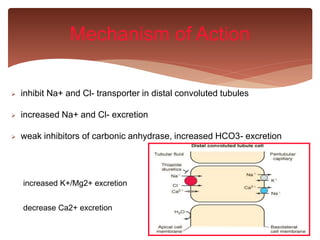  inhibit Na+ and Cl- transporter in distal convoluted tubules
 increased Na+ and Cl- excretion
 weak inhibitors of carbonic anhydrase, increased HCO3- excretion
Mechanism of Action
increased K+/Mg2+ excretion
decrease Ca2+ excretion
 