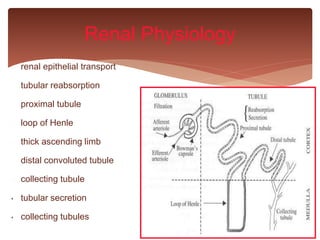 renal epithelial transport
tubular reabsorption
proximal tubule
loop of Henle
thick ascending limb
distal convoluted tubule
collecting tubule
• tubular secretion
• collecting tubules
Renal Physiology
 