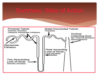 Summary: Sites of Action
 