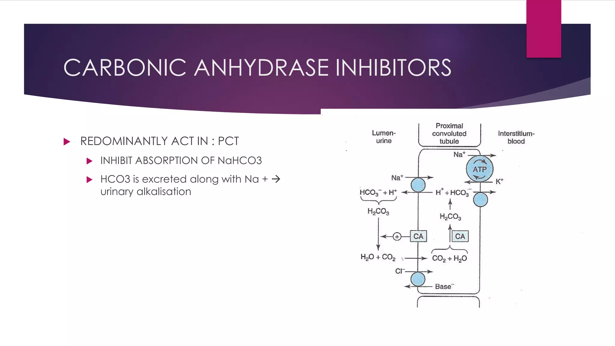 CARBONIC ANHYDRASE INHIBITORS
 REDOMINANTLY ACT IN : PCT
 INHIBIT ABSORPTION OF NaHCO3
 HCO3 is excreted along with Na + 
urinary alkalisation
 