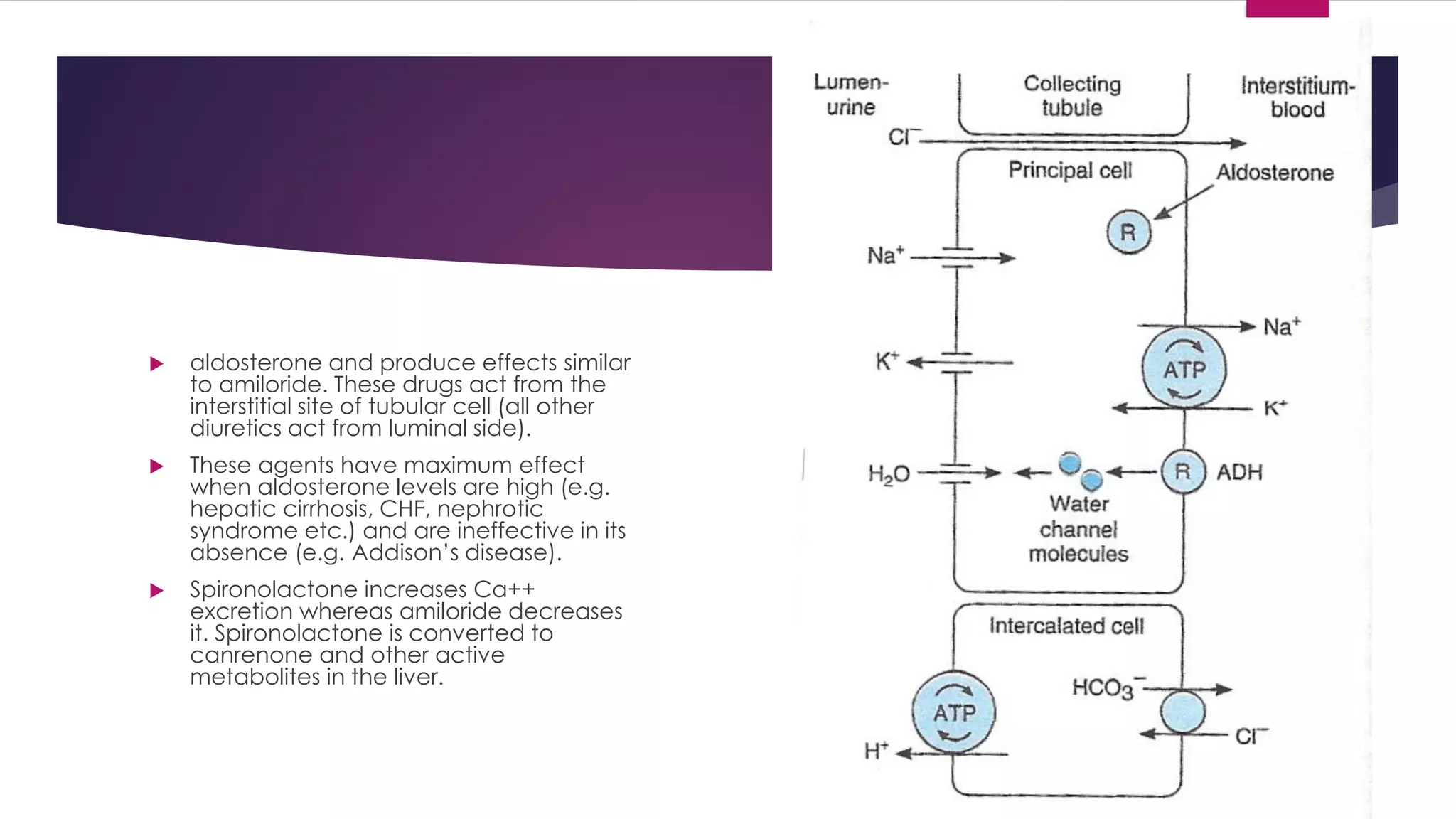  aldosterone and produce effects similar
to amiloride. These drugs act from the
interstitial site of tubular cell (all other
diuretics act from luminal side).
 These agents have maximum effect
when aldosterone levels are high (e.g.
hepatic cirrhosis, CHF, nephrotic
syndrome etc.) and are ineffective in its
absence (e.g. Addison’s disease).
 Spironolactone increases Ca++
excretion whereas amiloride decreases
it. Spironolactone is converted to
canrenone and other active
metabolites in the liver.
 
