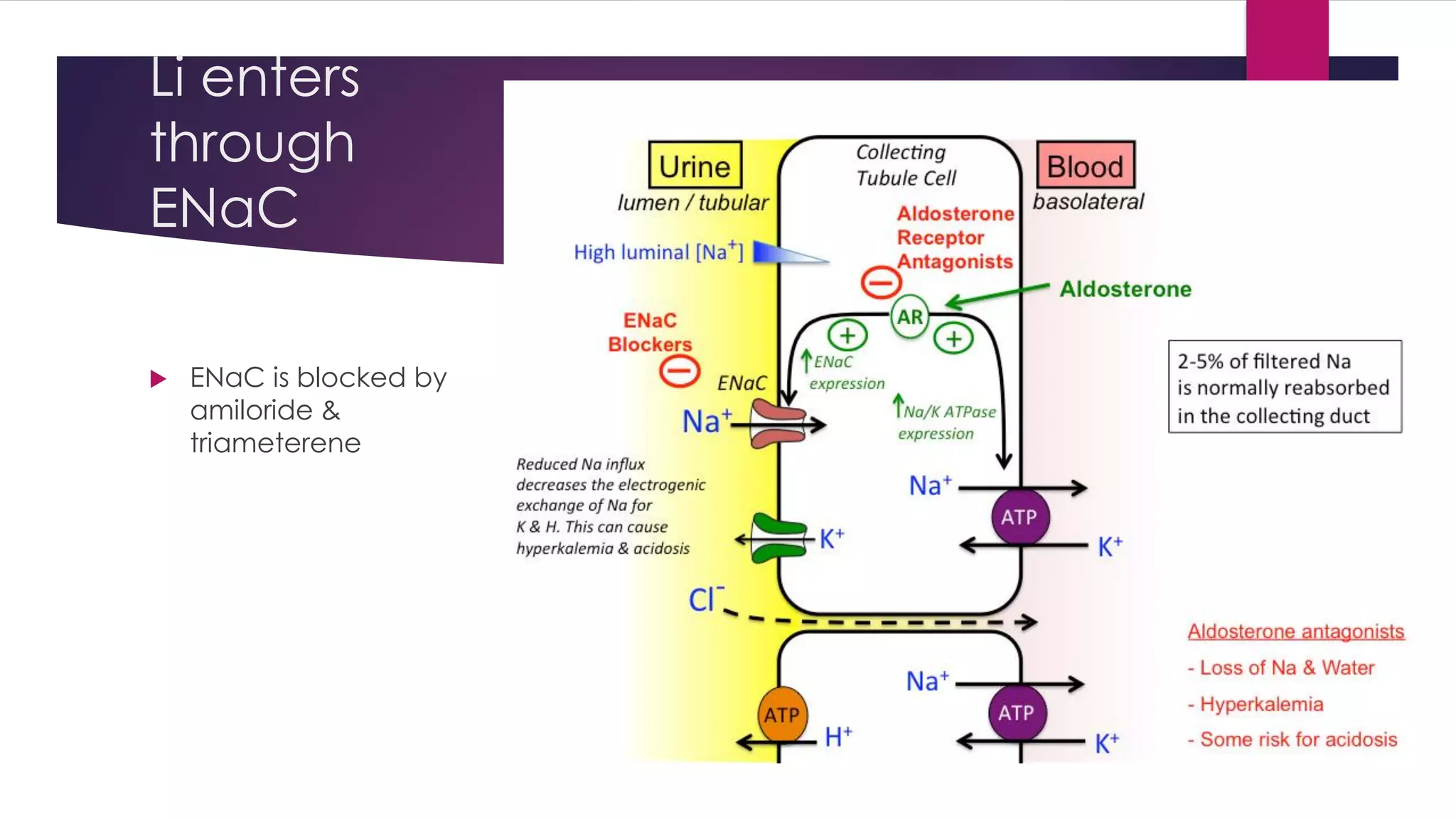 Li enters
through
ENaC
 ENaC is blocked by
amiloride &
triameterene
 
