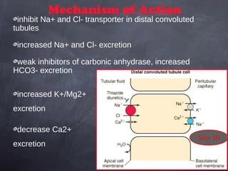 Mechanism of Action
inhibit Na+ and Cl- transporter in distal convoluted
tubules
increased Na+ and Cl- excretion
weak inhibitors of carbonic anhydrase, increased
HCO3- excretion
increased K+/Mg2+
excretion
decrease Ca2+
excretion
Site III
 