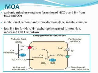MOA
 carbonic anhydrase catalyzes formation of HCO3- and H+ from
H2O and CO2
 inhibition of carbonic anhydrase decreases [H+] in tubule lumen
 less H+ for for Na+/H+ exchange increased lumen Na+,
increased H2O retention
 