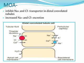 MOA-
 inhibit Na+ and Cl- transporter in distal convoluted
tubules
 increased Na+ and Cl- excretion
 