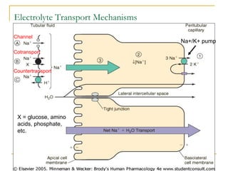 Electrolyte Transport Mechanisms
Channel
Cotransport
Countertransport
Na+/K+ pump
X = glucose, amino
acids, phosphate,
etc.
 