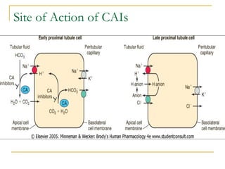 Site of Action of CAIs
 