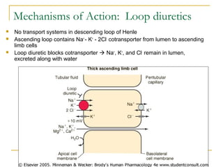 Mechanisms of Action: Loop diuretics
 No transport systems in descending loop of Henle
 Ascending loop contains Na+
- K+
- 2Cl-
cotransporter from lumen to ascending
limb cells
 Loop diuretic blocks cotransporter  Na+
, K+
, and Cl-
remain in lumen,
excreted along with water
 
