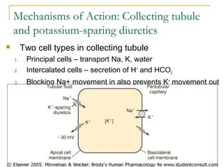 Mechanisms of Action: Collecting tubule
and potassium-sparing diuretics
 Two cell types in collecting tubule
1. Principal cells – transport Na, K, water
2. Intercalated cells – secretion of H+
and HCO3
3. Blocking Na+ movement in also prevents K+
movement out
 