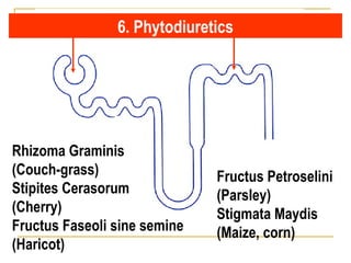 6. Phytodiuretics
Rhizoma Graminis
(Couch-grass)
Stipites Cerasorum
(Cherry)
Fructus Faseoli sine semine
(Haricot)
Fructus Petroselini
(Parsley)
Stigmata Maydis
(Maize, corn)
 