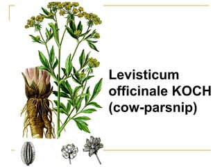 Levisticum
officinale KOCH
(cow-parsnip)
 