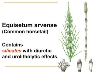 Equisetum arvense
(Common horsetail)
Contains
silicates with diuretic
and urolitholytic effects.
 