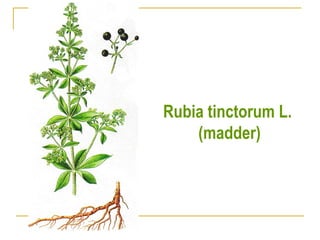 Rubia tinctorum L.
(madder)
 