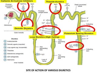 SITE OF ACTION OF VARIOUS DIURETICS
 