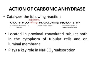 ACTION OF CARBONIC ANHYDRASE
• Catalyzes the following reaction
• Located in proximal convoluted tubule; both
in the cytoplasm of tubular cells and on
luminal membrane
• Plays a key role in NaHCO3 reabsorption
 