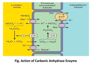 Fig. Action of Carbonic Anhydrase Enzyme
 