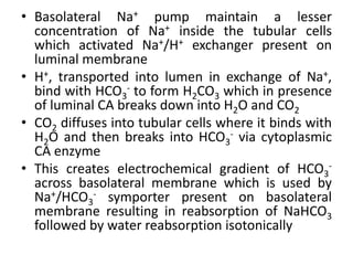 • Basolateral Na+ pump maintain a lesser
concentration of Na+ inside the tubular cells
which activated Na+/H+ exchanger present on
luminal membrane
• H+, transported into lumen in exchange of Na+,
bind with HCO3
- to form H2CO3 which in presence
of luminal CA breaks down into H2O and CO2
• CO2 diffuses into tubular cells where it binds with
H2O and then breaks into HCO3
- via cytoplasmic
CA enzyme
• This creates electrochemical gradient of HCO3
-
across basolateral membrane which is used by
Na+/HCO3
- symporter present on basolateral
membrane resulting in reabsorption of NaHCO3
followed by water reabsorption isotonically
 