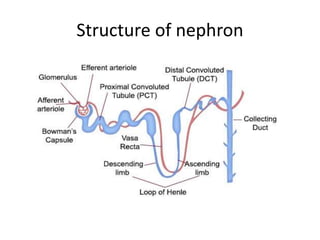 Structure of nephron
 