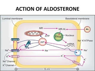 ACTION OF ALDOSTERONE
 