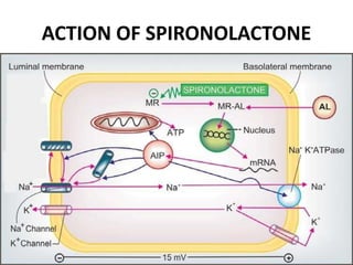 ACTION OF SPIRONOLACTONE
 