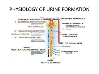 PHYSIOLOGY OF URINE FORMATION
 