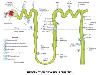 SITE OF ACTION OF VARIOUS DIURETICS
 