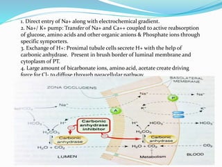 1. Direct entry of Na+ along with electrochemical gradient.
2. Na+/ K+ pump: Transfer of Na+ and Ca++ coupled to active reabsorption
of glucose, amino acids and other organic anions & Phosphate ions through
specific symporters.
3. Exchange of H+: Proximal tubule cells secrete H+ with the help of
carbonic anhydrase. Present in brush border of luminal membrane and
cytoplasm of PT.
4. Large amount of bicarbonate ions, amino acid, acetate create driving
force for Cl- to diffuse through paracellular pathway.
 
