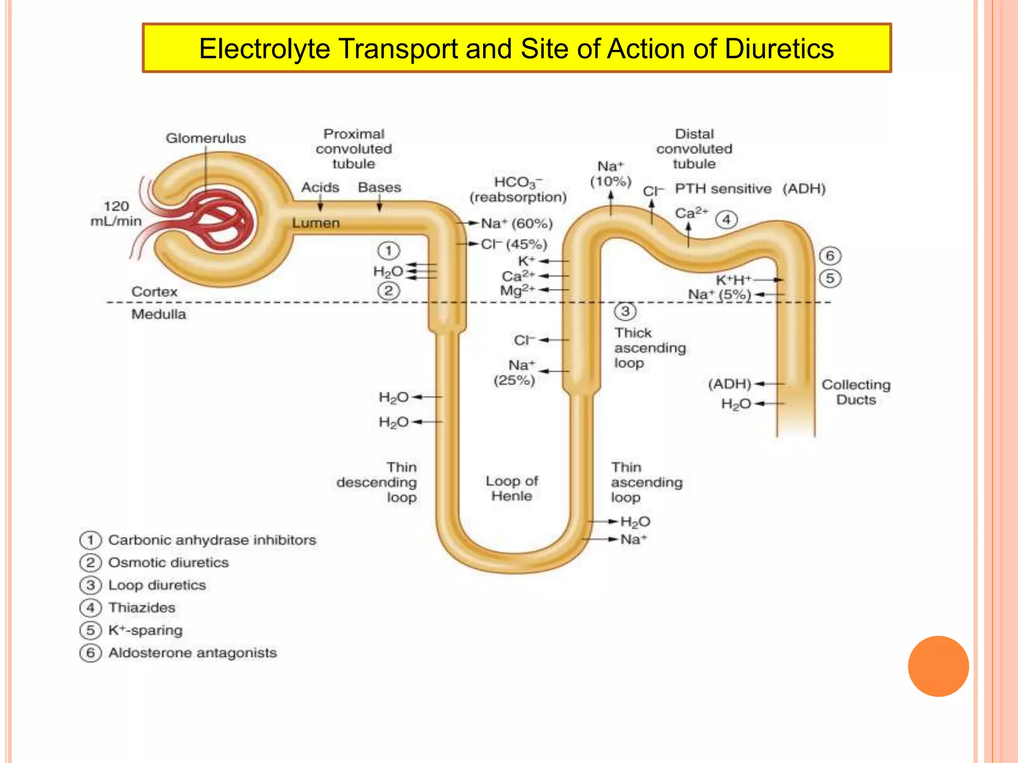 Electrolyte Transport and Site of Action of Diuretics
 
