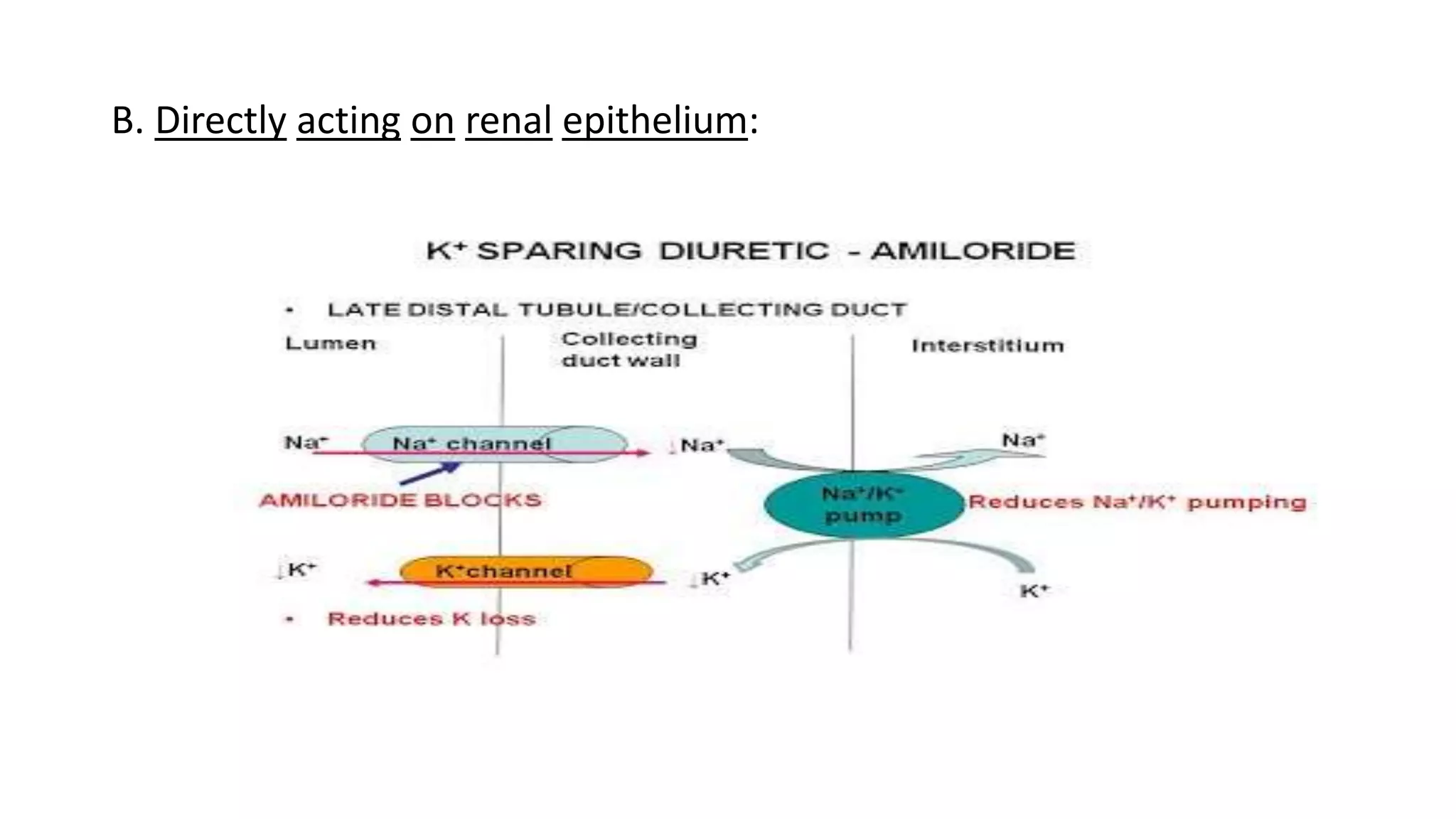 B. Directly acting on renal epithelium:
 