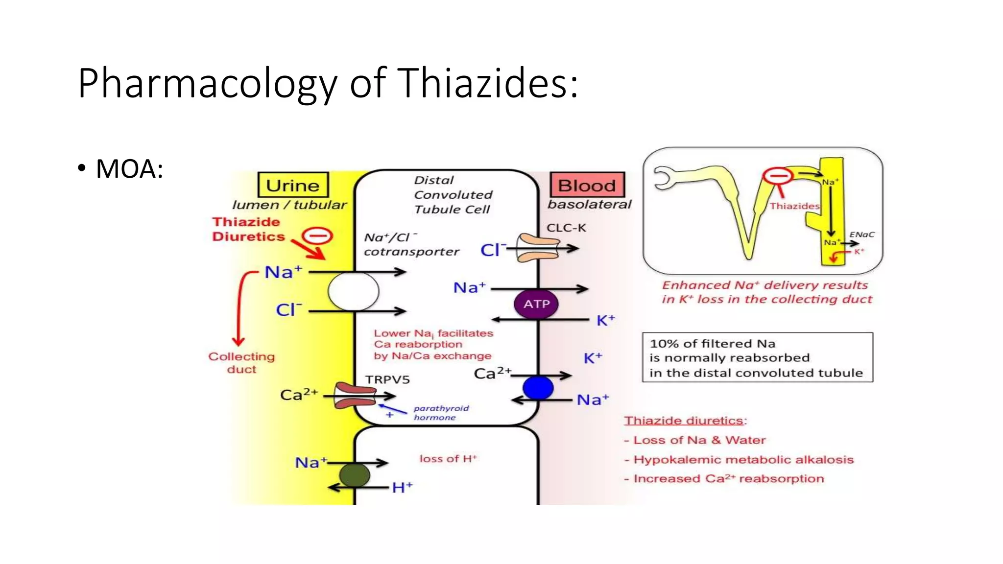 Pharmacology of Thiazides:
• MOA:
 