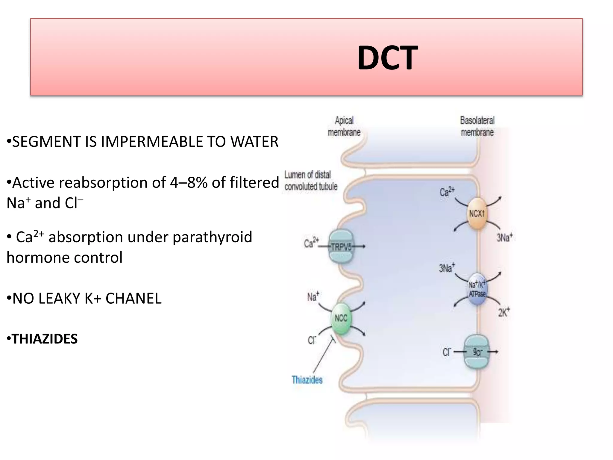DCT
•SEGMENT IS IMPERMEABLE TO WATER
•Active reabsorption of 4–8% of filtered
Na+ and Cl–
• Ca2+ absorption under parathyroid
hormone control
•NO LEAKY K+ CHANEL
•THIAZIDES
 