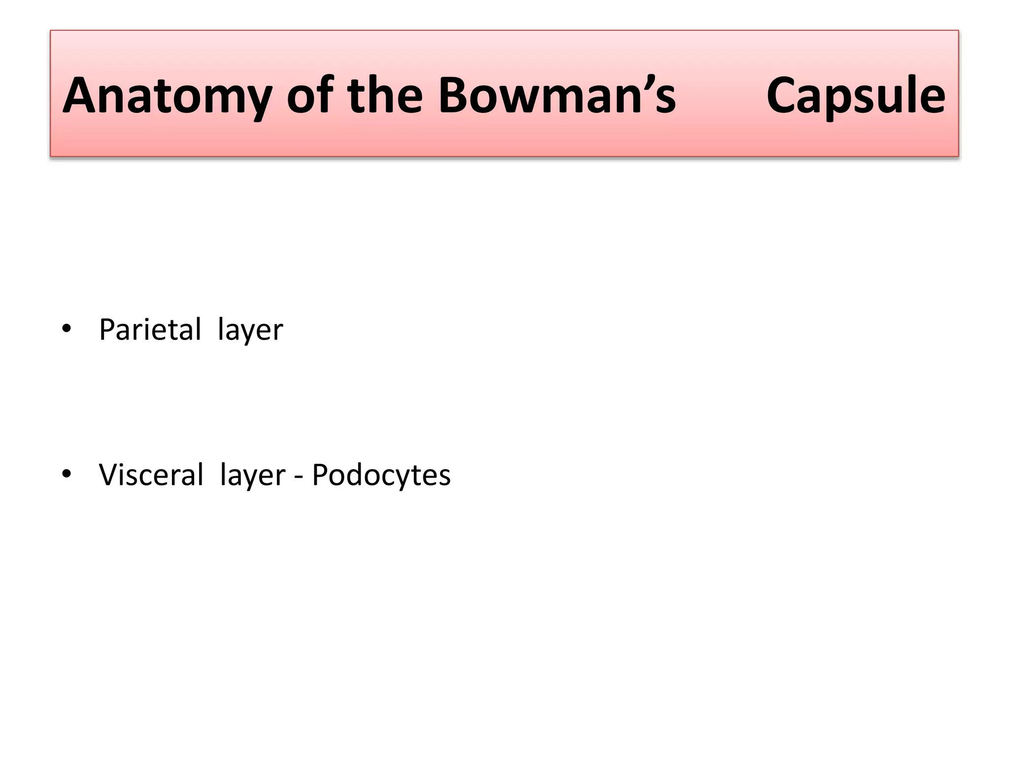 Anatomy of the Bowman’s Capsule
• Parietal layer
• Visceral layer - Podocytes
 