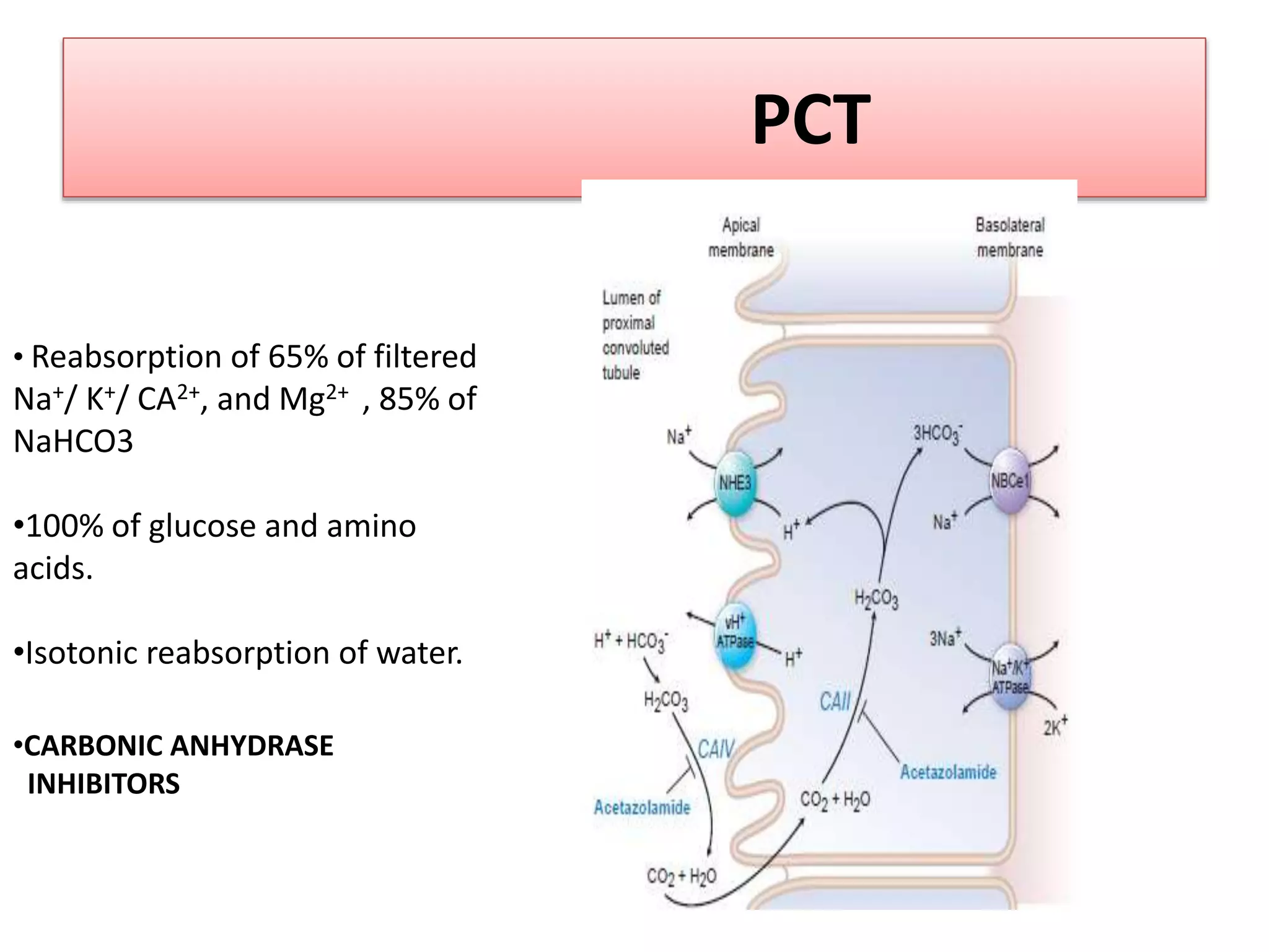 PCT
• Reabsorption of 65% of filtered
Na+/ K+/ CA2+, and Mg2+ , 85% of
NaHCO3
•100% of glucose and amino
acids.
•Isotonic reabsorption of water.
•CARBONIC ANHYDRASE
INHIBITORS
 