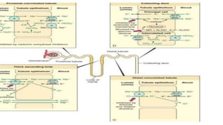 DIURETICS.pptx