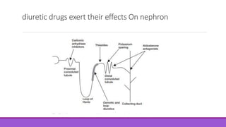 diuretic drugs exert their effects On nephron
