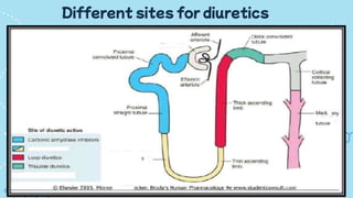Different sites for diuretics
 
