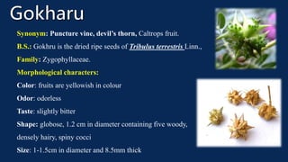 Synonym: Puncture vine, devil’s thorn, Caltrops fruit.
B.S.: Gokhru is the dried ripe seeds of Tribulus terrestris Linn.,
Family: Zygophyllaceae.
Morphological characters:
Color: fruits are yellowish in colour
Odor: odorless
Taste: slightly bitter
Shape: globose, 1.2 cm in diameter containing five woody,
densely hairy, spiny cocci
Size: 1-1.5cm in diameter and 8.5mm thick
 