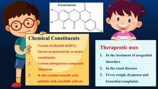 Chemical Constituents
1. Consist of alkaloid (0.04%)
known as punarnavine as major
constituents.
2. Certain nitrogeneous compound
Allointoin
3. It also contains urosolic acid,
palmitic acid, arachidic acid etc.
Therapeutic uses
1. In the treatment of urogenital
disorders
2. In the renal diseases
3. Fever, cough, dysponea and
bronchial complaints
Punarnavine
 
