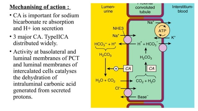 Diuretics, it's use and mechanism of action | PPTX