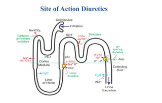 Site of Action Diuretics
 