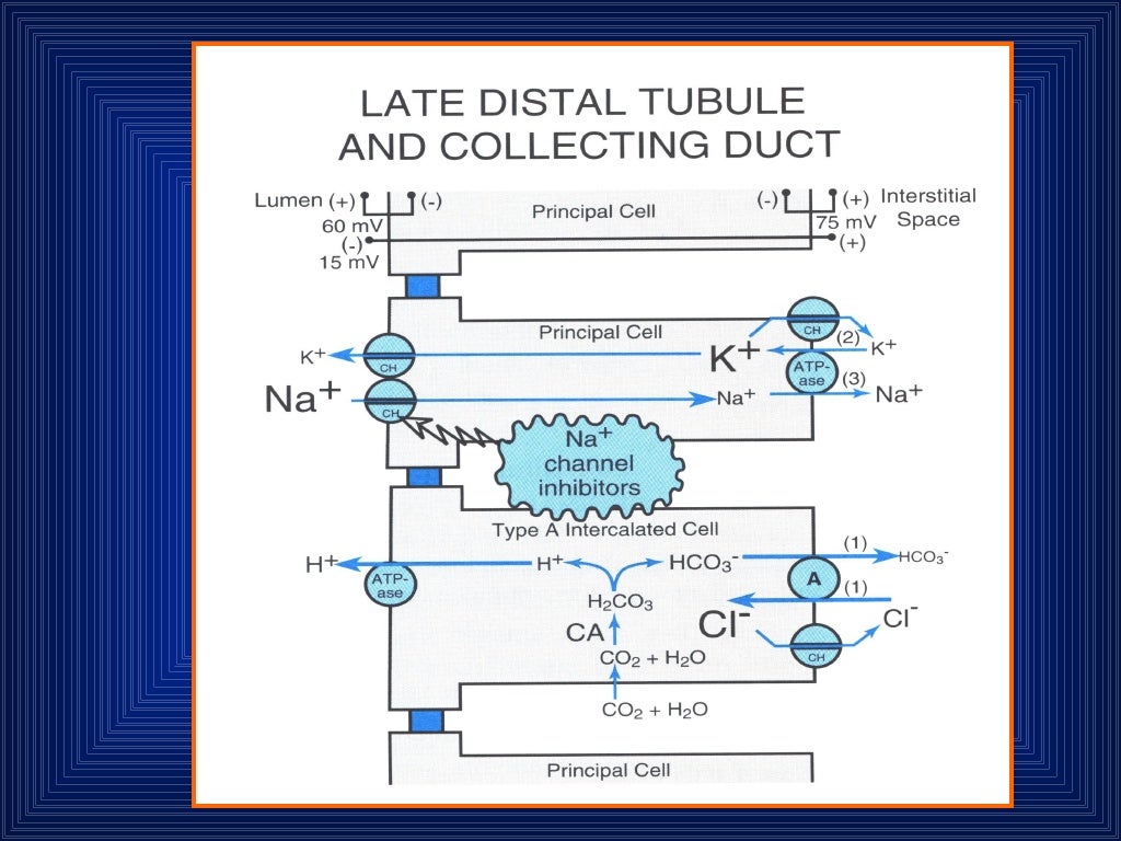 DIURETICS How Do They Work